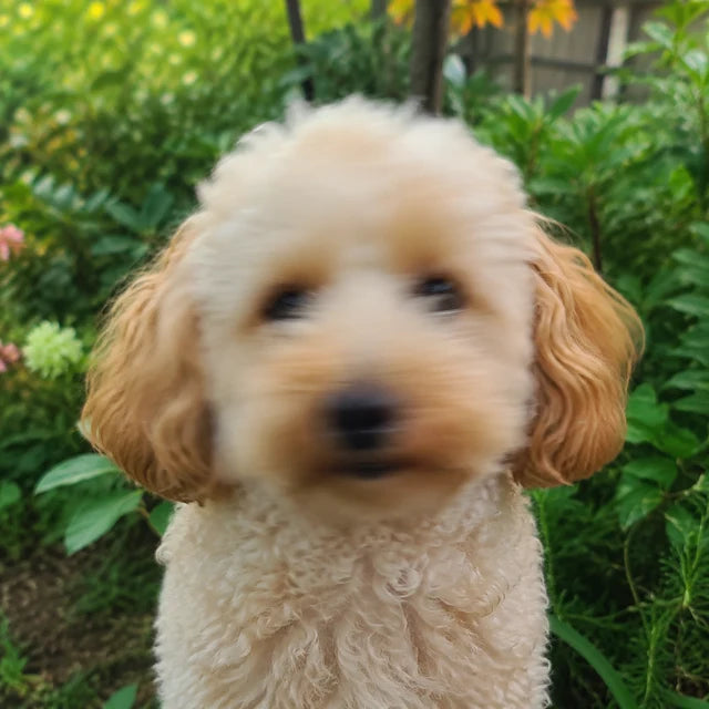 Blurry dog photo unsuitable for engraving